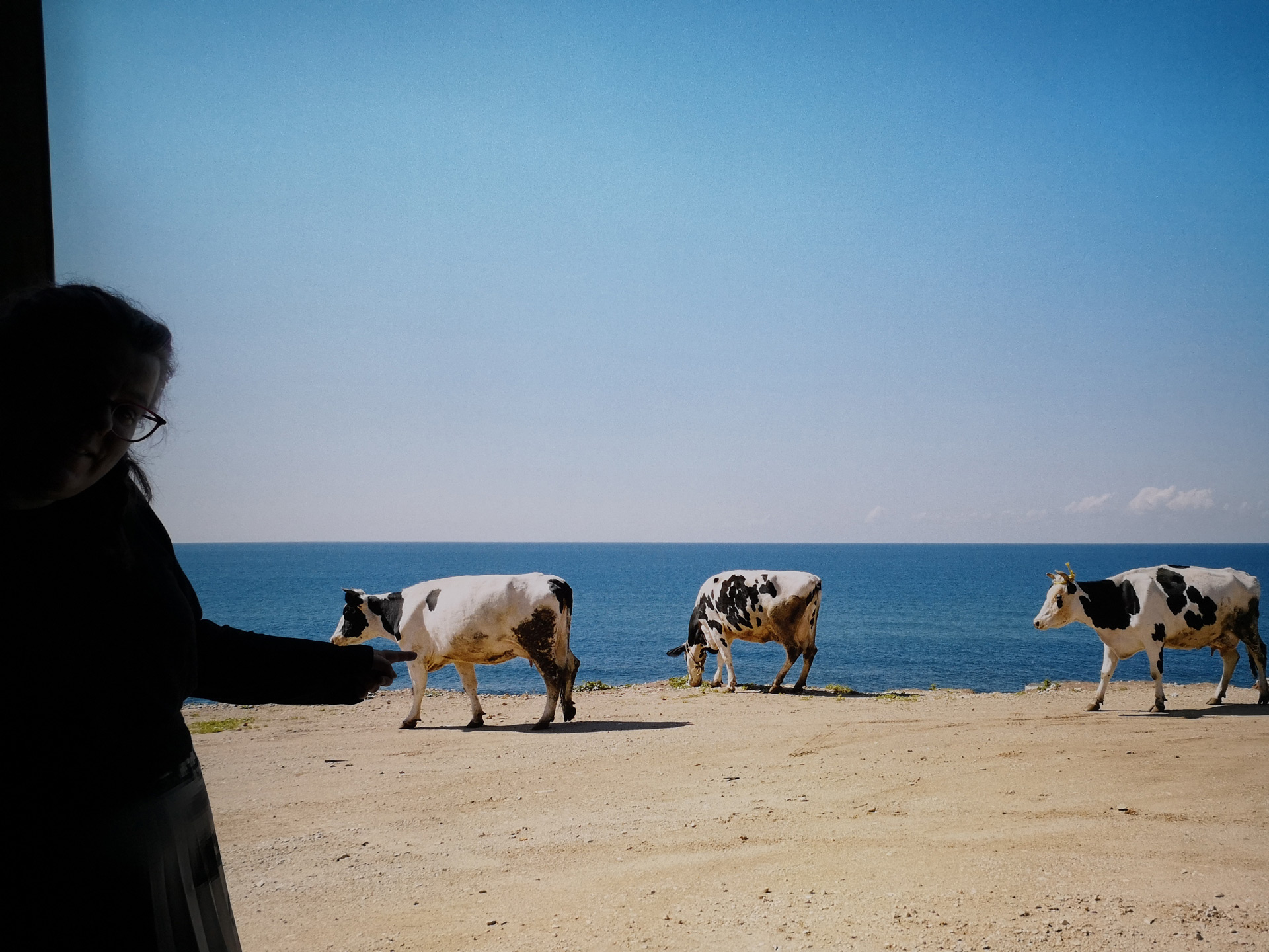 Ad van Denderen cows